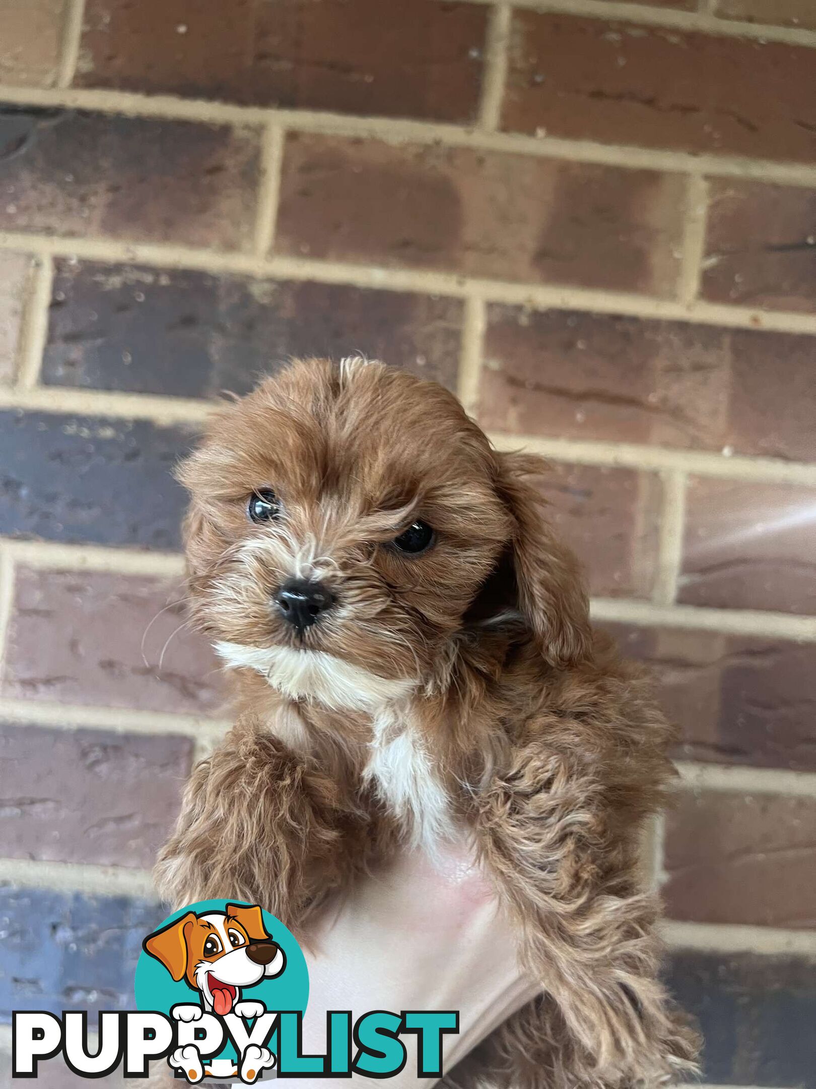 🐾 Adorable Cavoodle Puppies for Sale 🐾