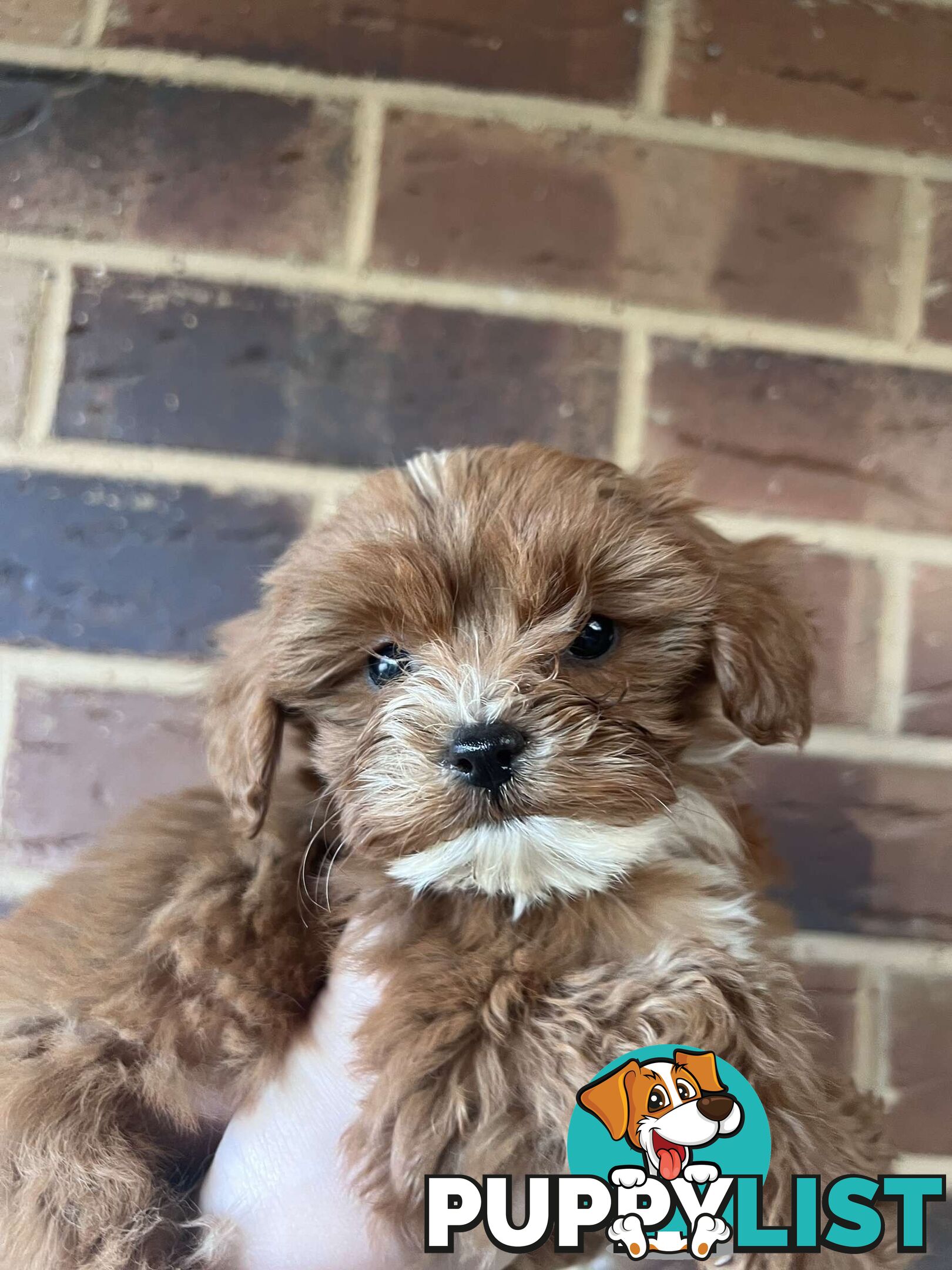 🐾 Adorable Cavoodle Puppies for Sale 🐾