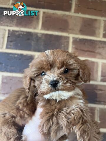 🐾 Adorable Cavoodle Puppies for Sale 🐾