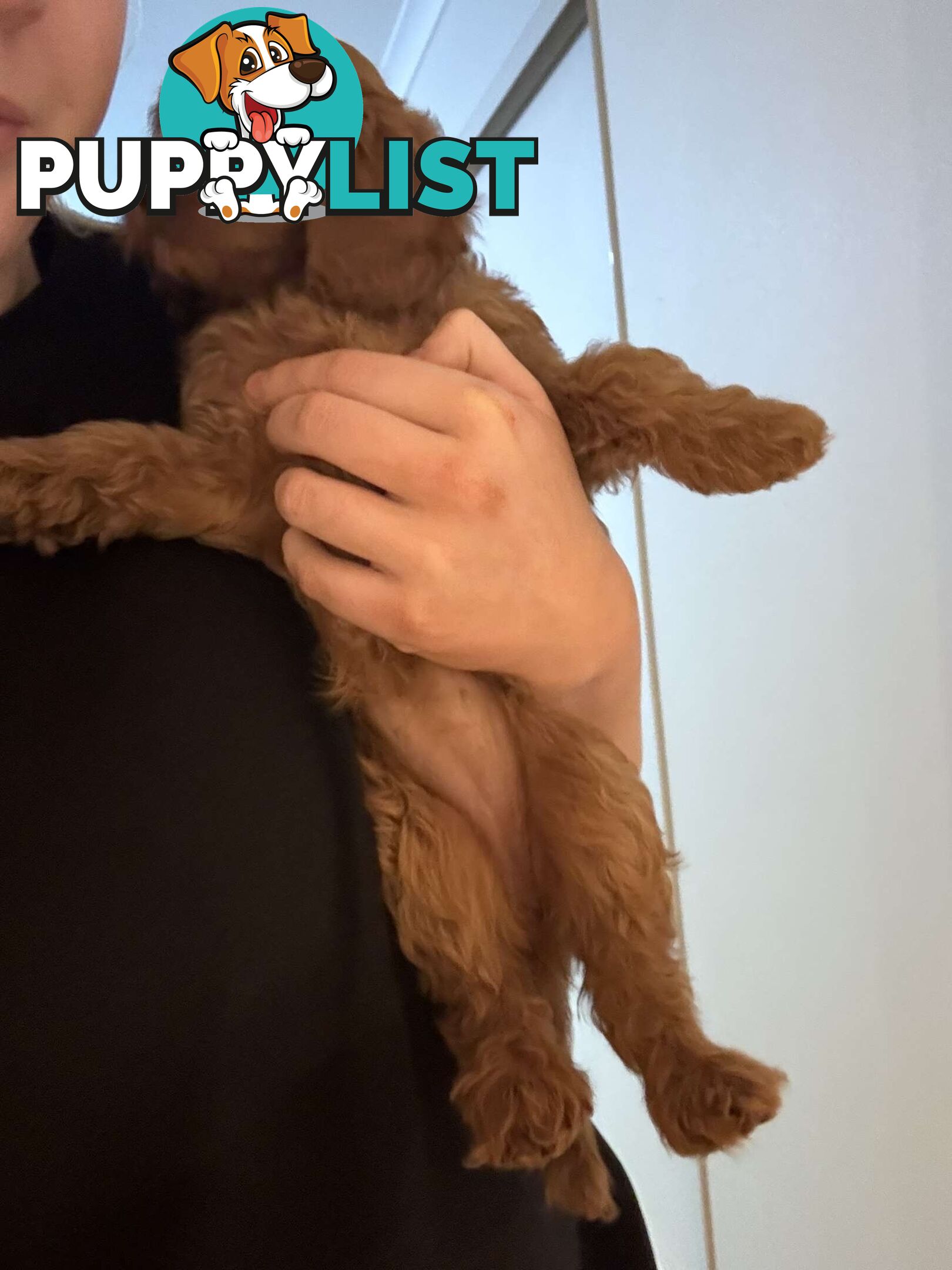 🐾 Adorable Cavoodle Puppies for Sale 🐾