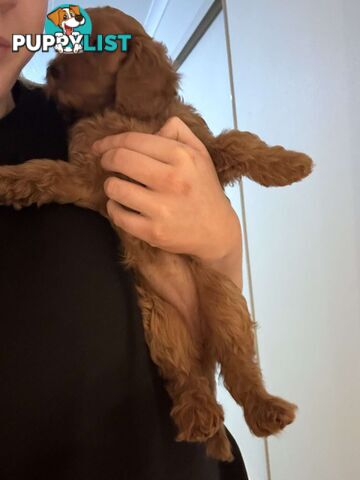 🐾 Adorable Cavoodle Puppies for Sale 🐾