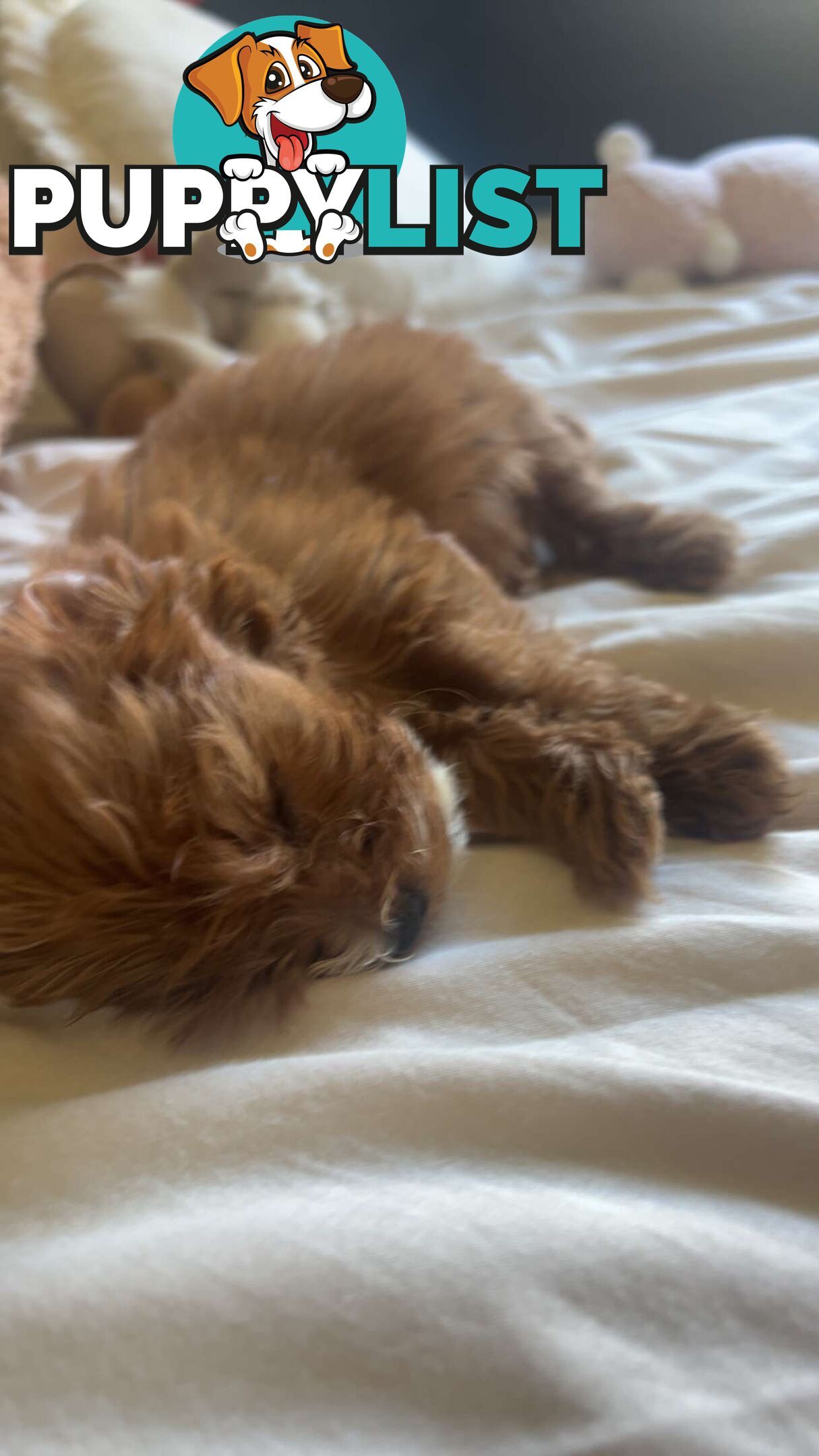 🐾 Adorable Cavoodle Puppies for Sale 🐾