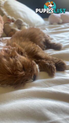 🐾 Adorable Cavoodle Puppies for Sale 🐾