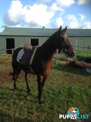 Standardbred Gelding 'Bozo'