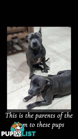 Pure Blue English Staffy Pups
