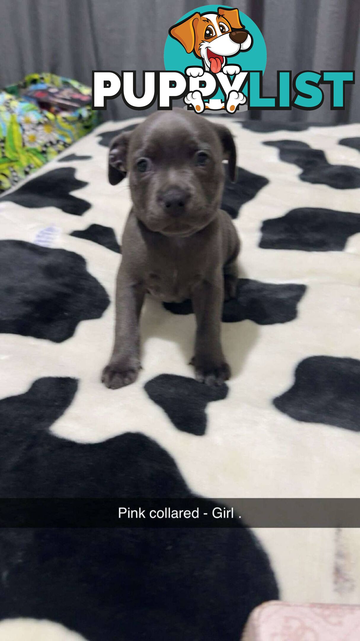 Pure Blue English Staffy Pups