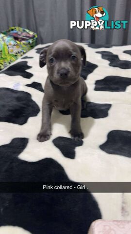 Pure Blue English Staffy Pups
