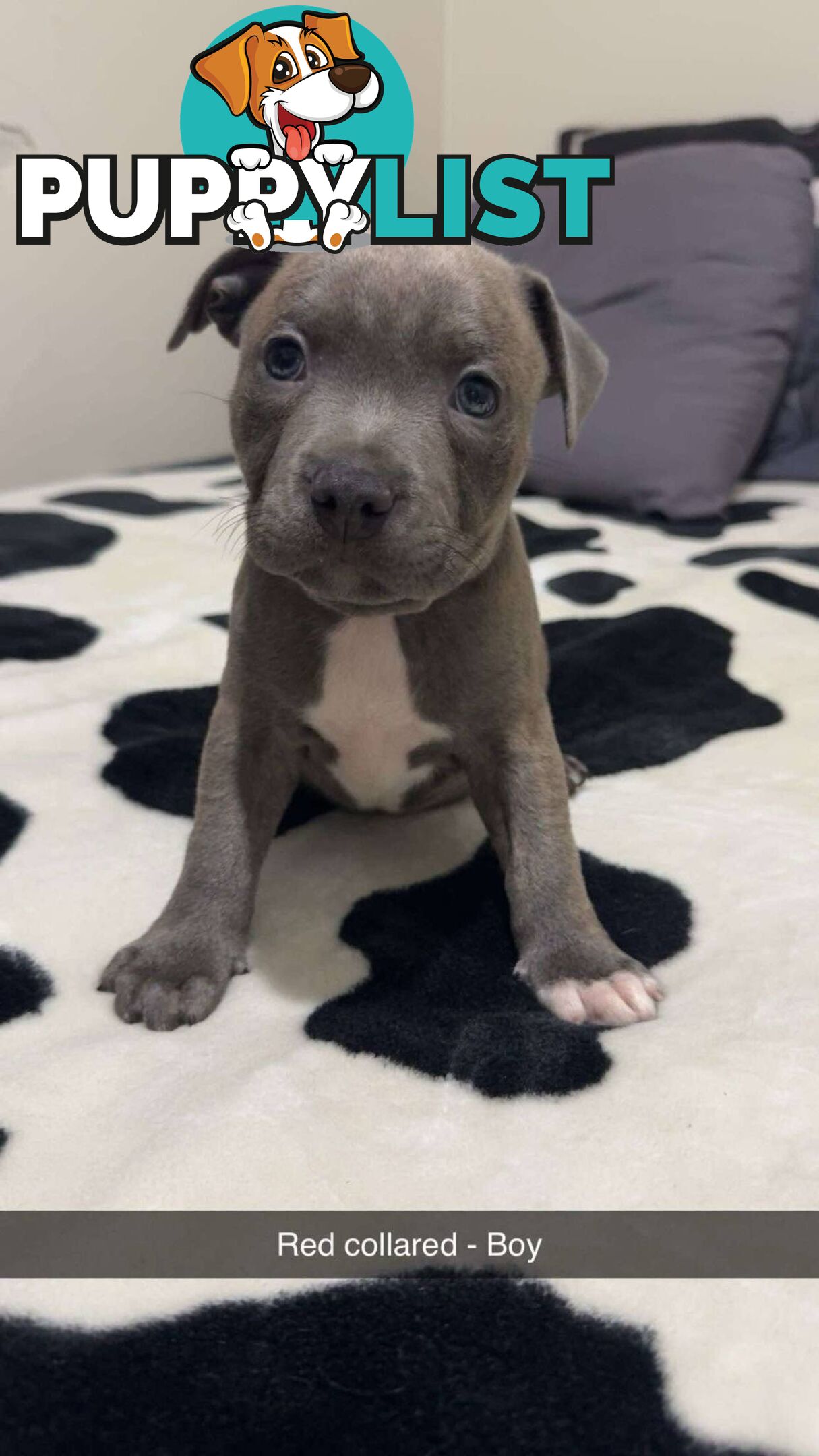 Pure Blue English Staffy Pups