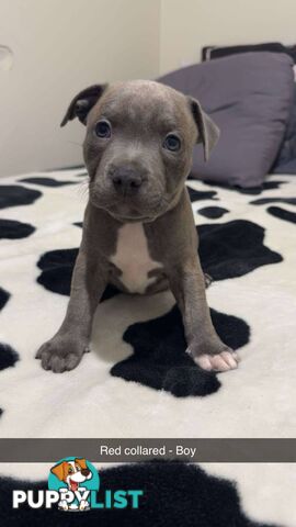 Pure Blue English Staffy Pups