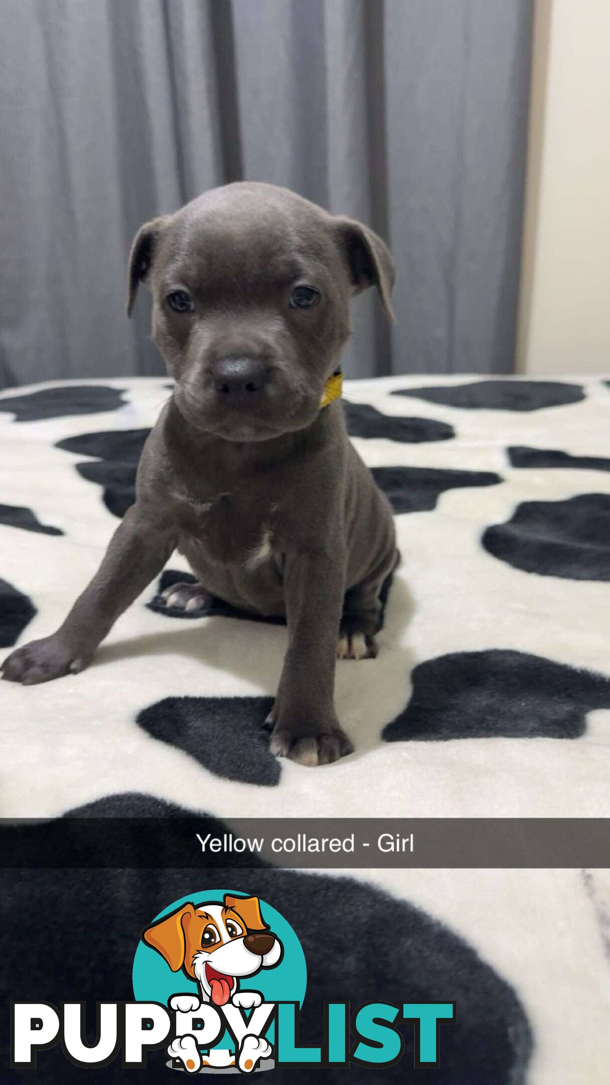 Pure Blue English Staffy Pups