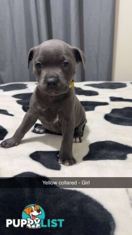 Pure Blue English Staffy Pups