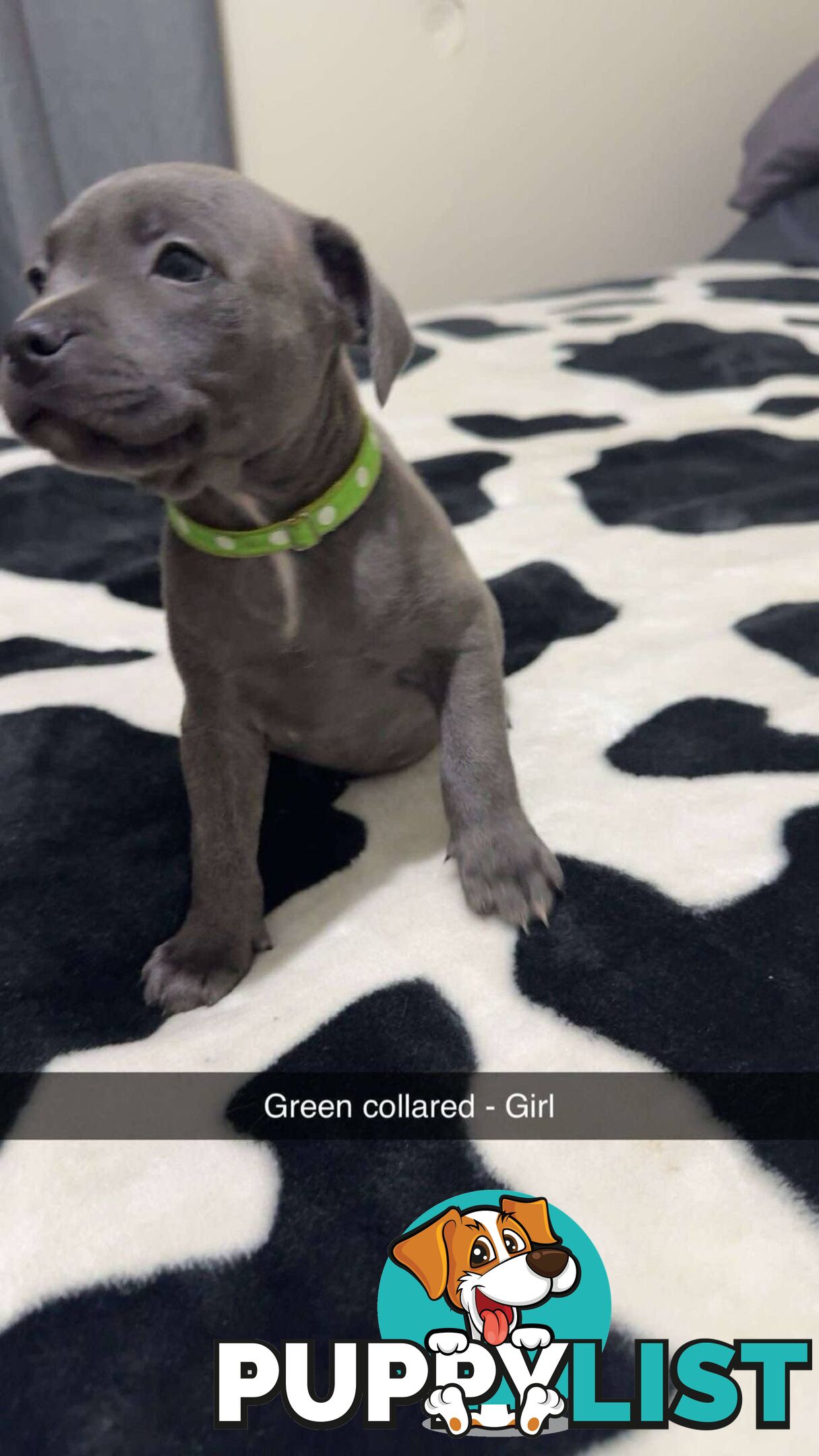Pure Blue English Staffy Pups
