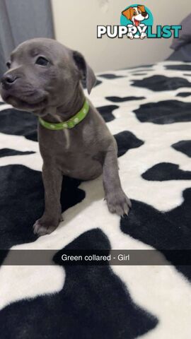 Pure Blue English Staffy Pups