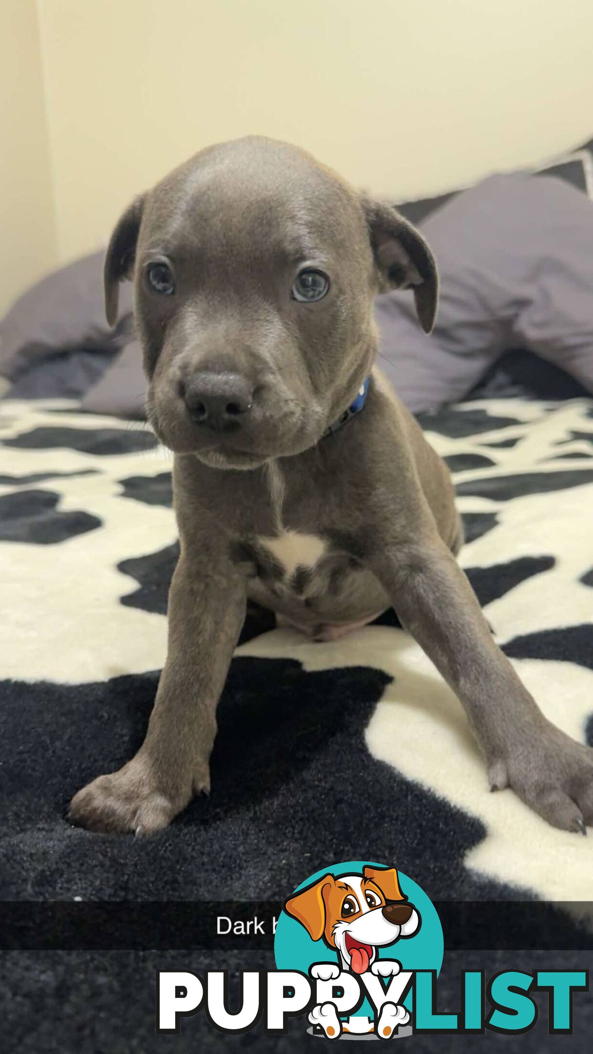 Pure Blue English Staffy Pups