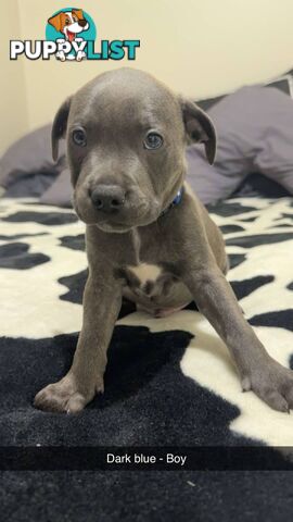 Pure Blue English Staffy Pups