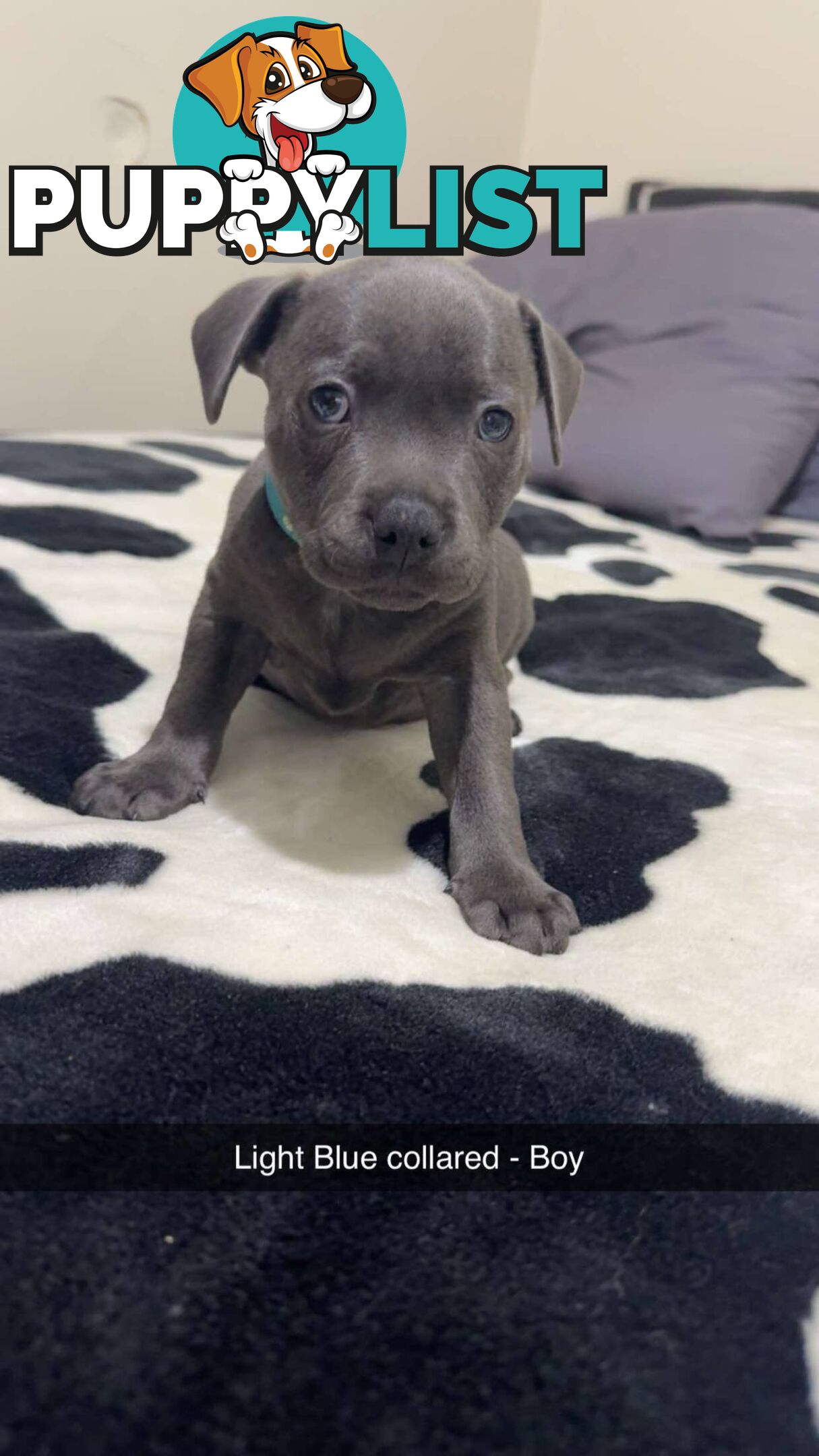 Pure Blue English Staffy Pups