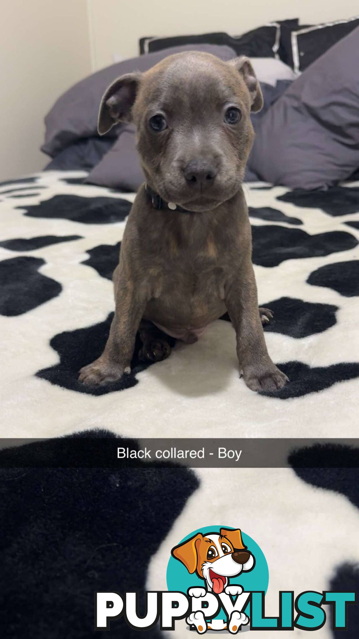 Pure Blue English Staffy Pups