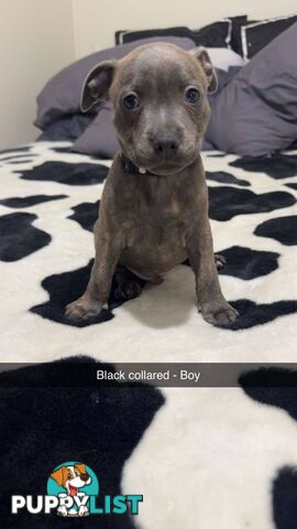 Pure Blue English Staffy Pups