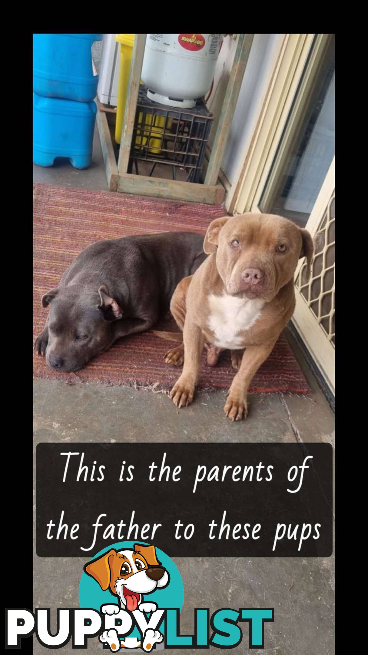 Pure Blue English Staffy Pups