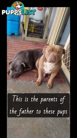 Pure Blue English Staffy Pups