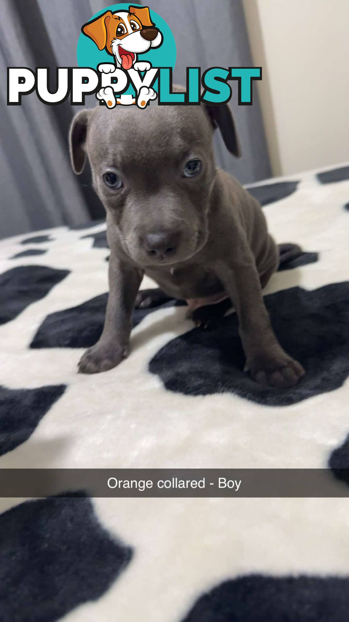 Pure Blue English Staffy Pups