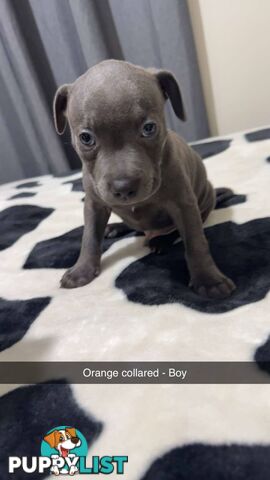 Pure Blue English Staffy Pups