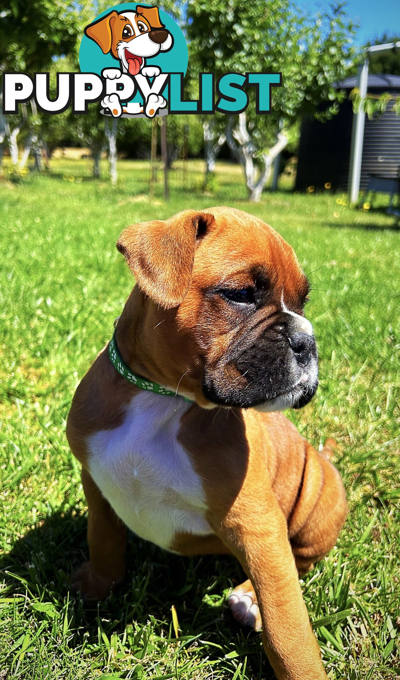 PUREBRED BOXER PUPPIES