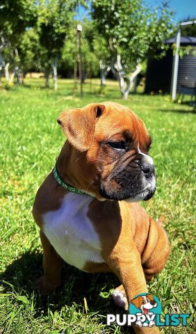 PUREBRED BOXER PUPPIES