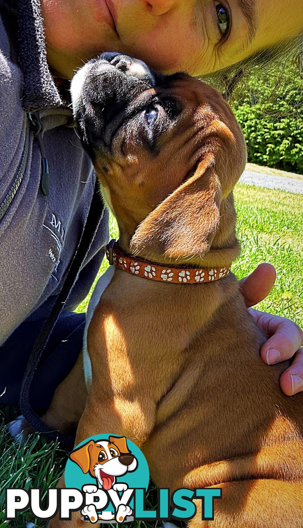 PUREBRED BOXER PUPPIES