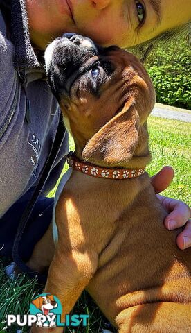 PUREBRED BOXER PUPPIES