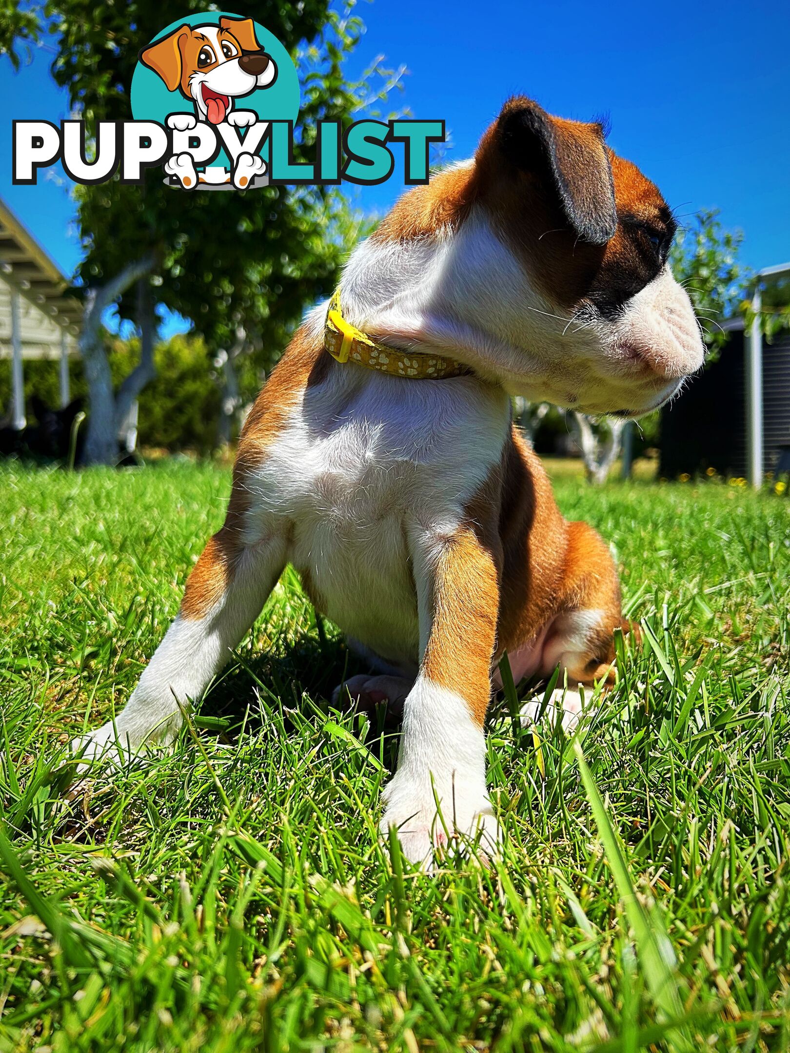 PUREBRED BOXER PUPPIES