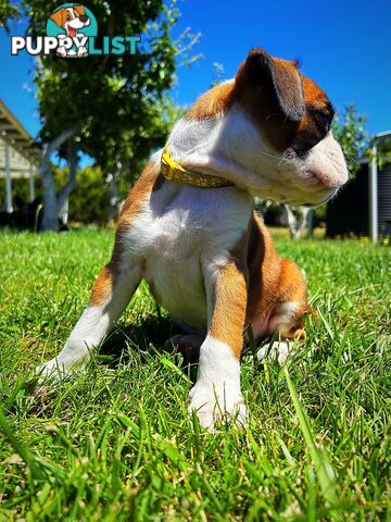 PUREBRED BOXER PUPPIES