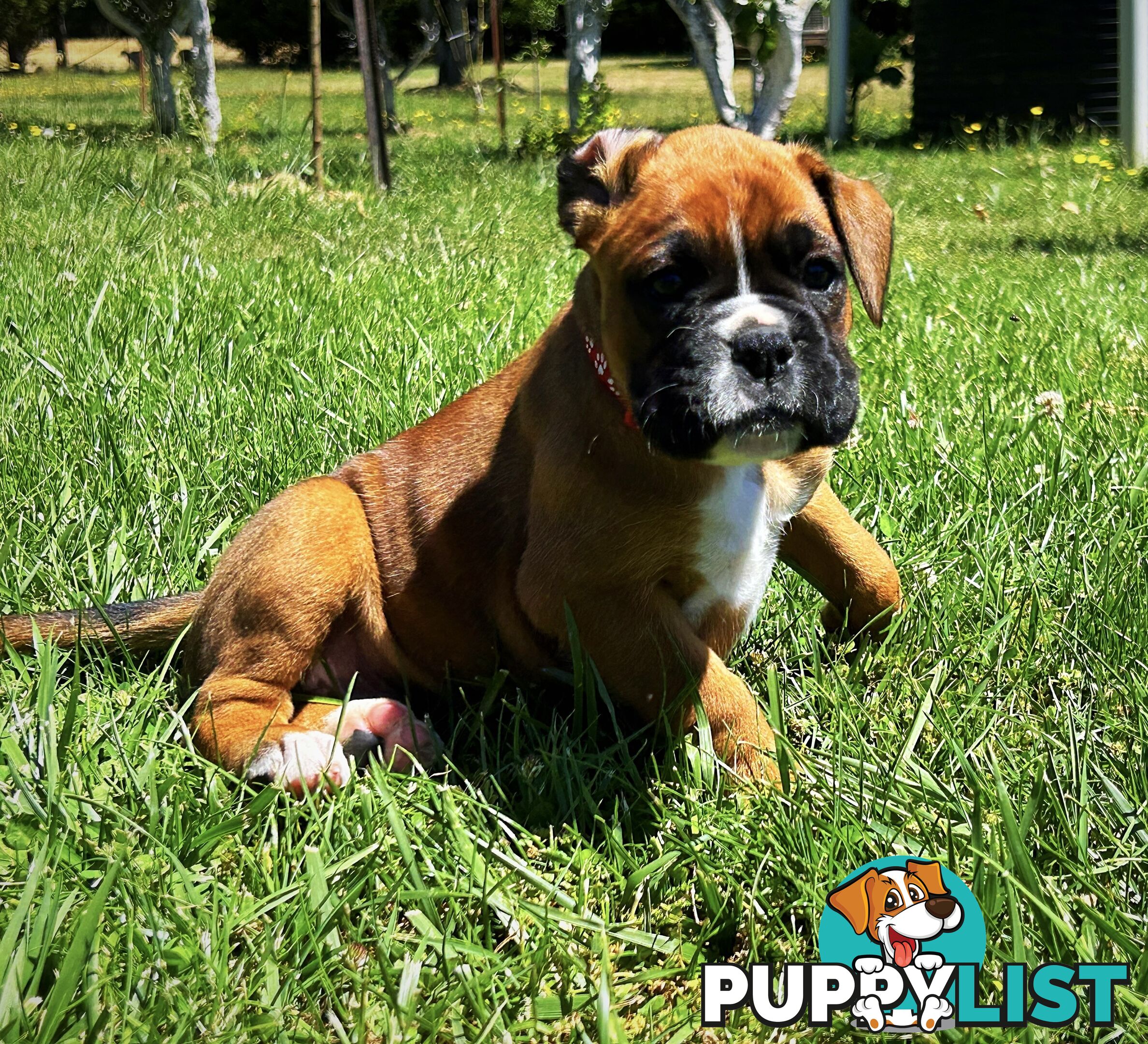 PUREBRED BOXER PUPPIES