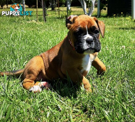 PUREBRED BOXER PUPPIES