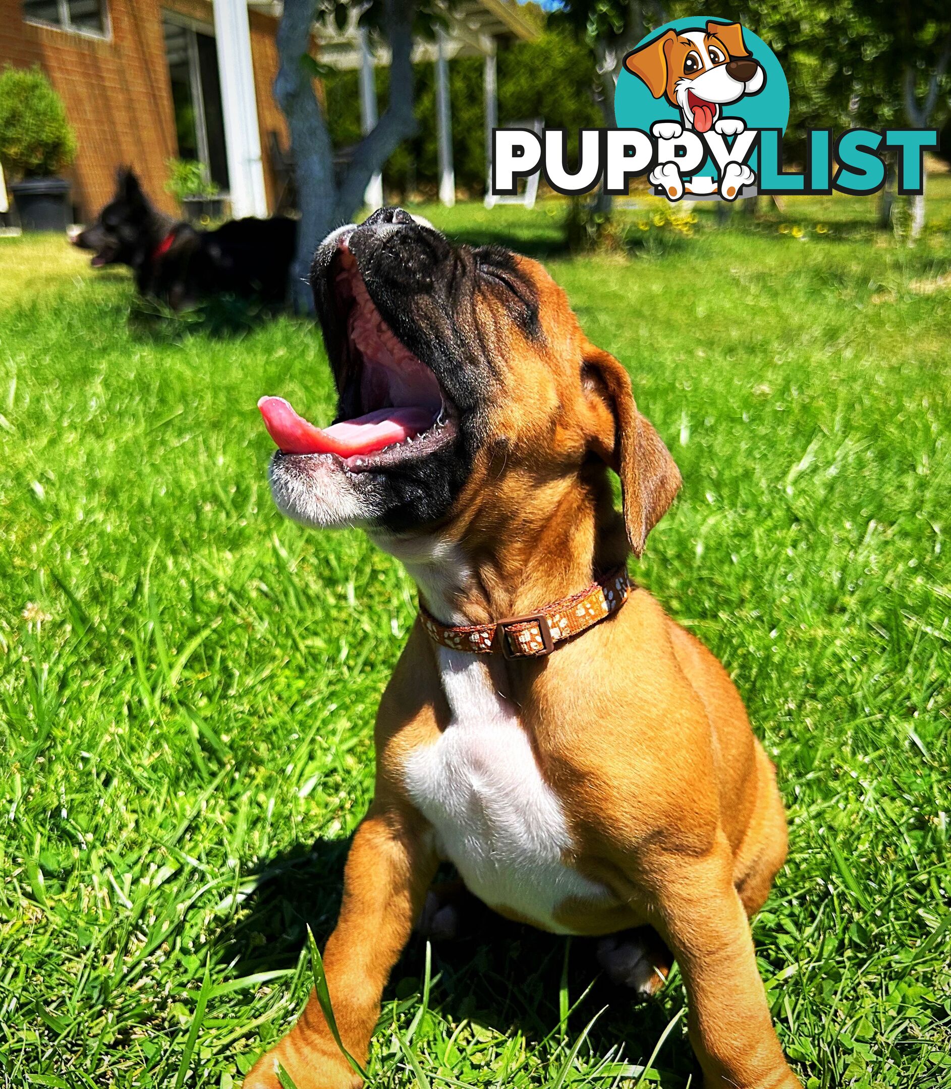 PUREBRED BOXER PUPPIES