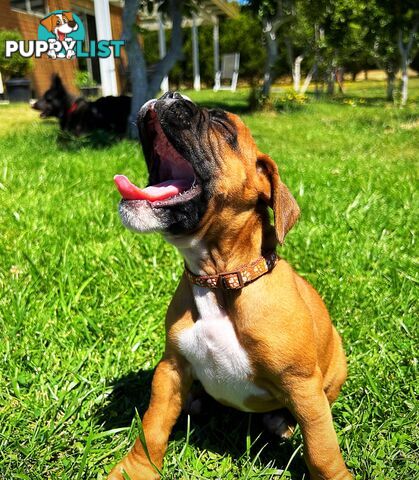 PUREBRED BOXER PUPPIES