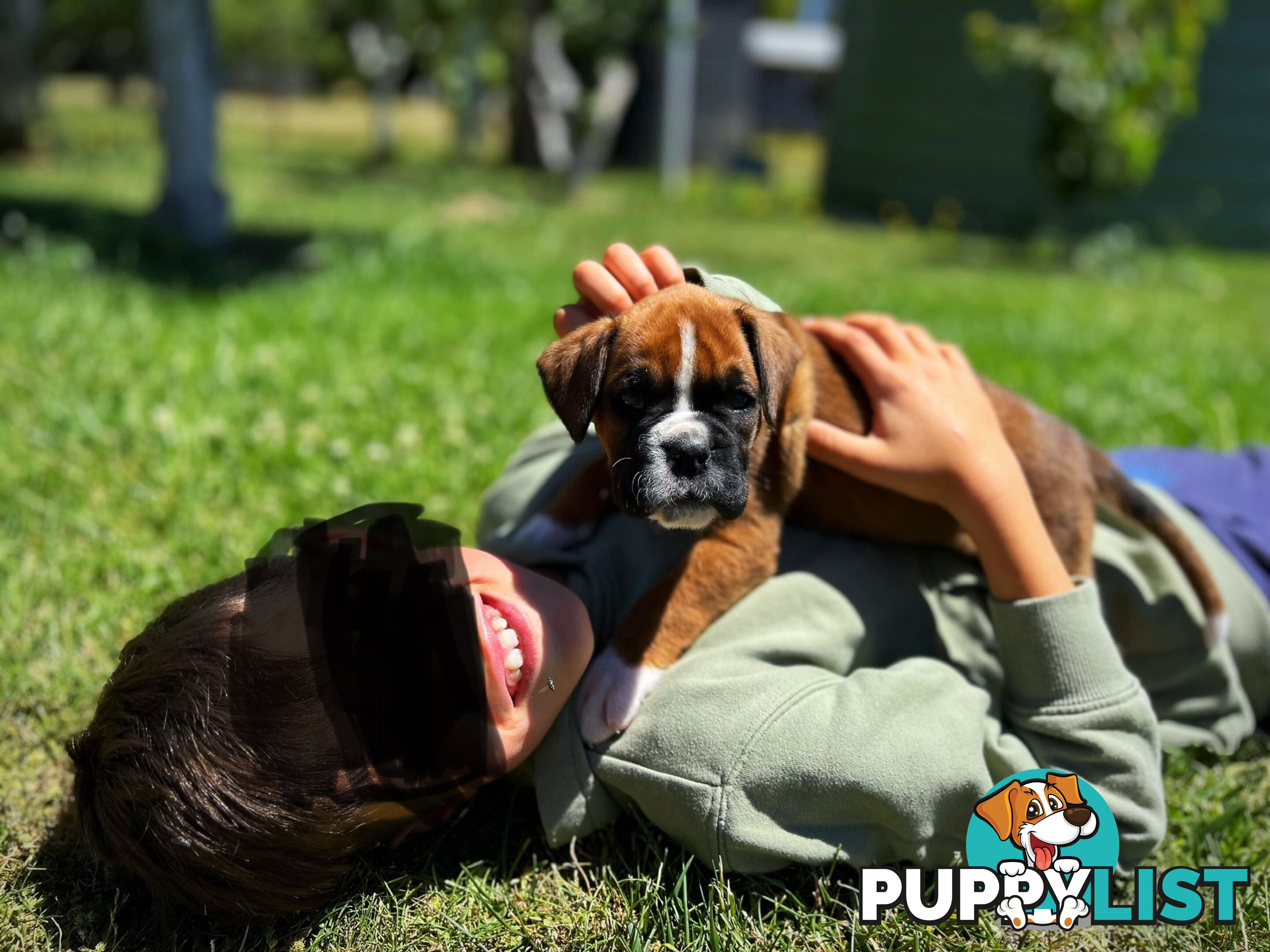 PUREBRED BOXER PUPPIES