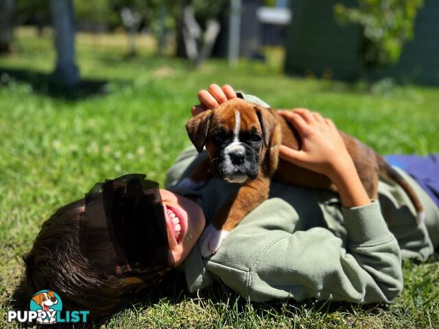 PUREBRED BOXER PUPPIES