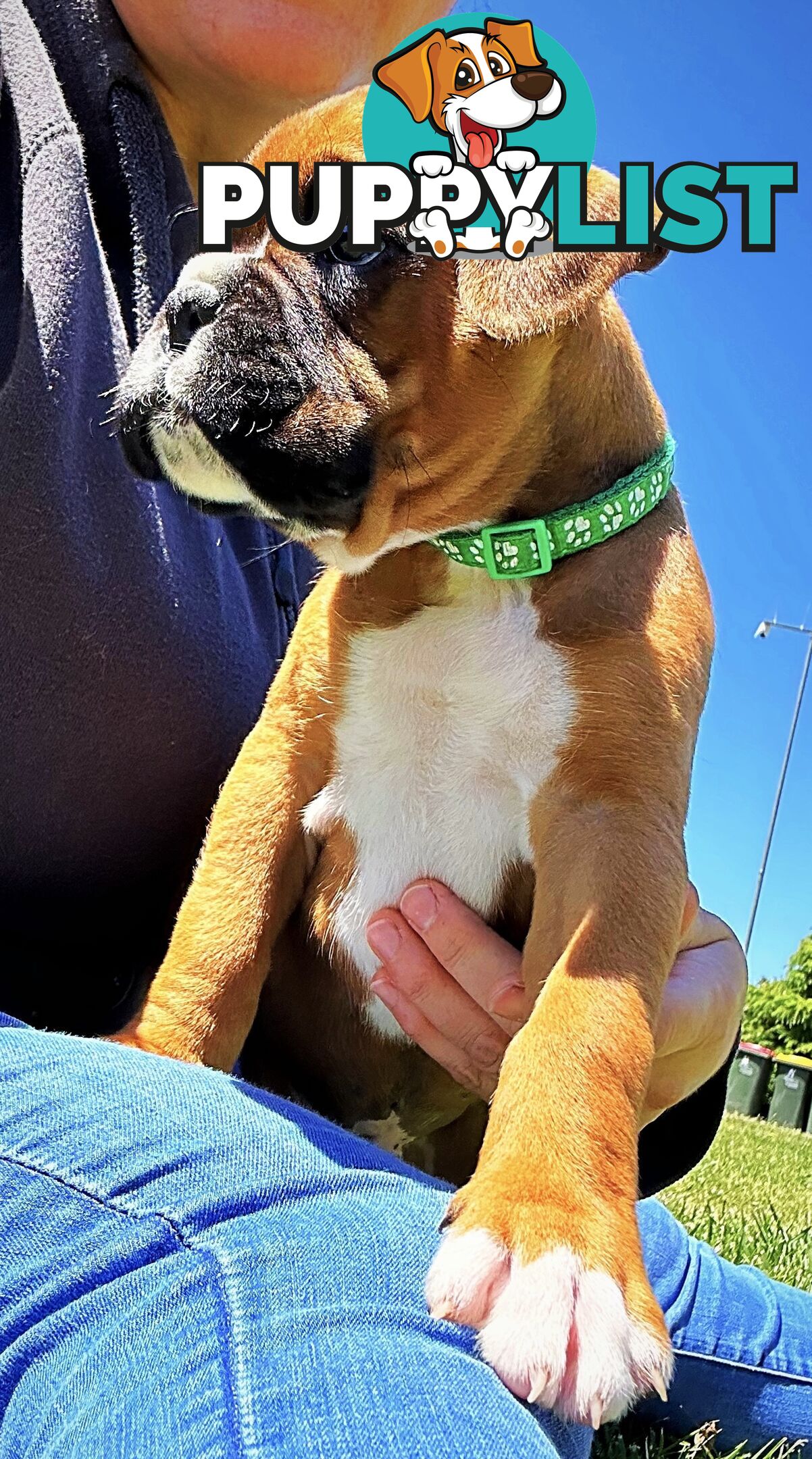 PUREBRED BOXER PUPPIES