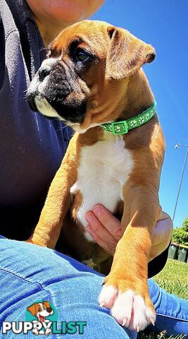 PUREBRED BOXER PUPPIES