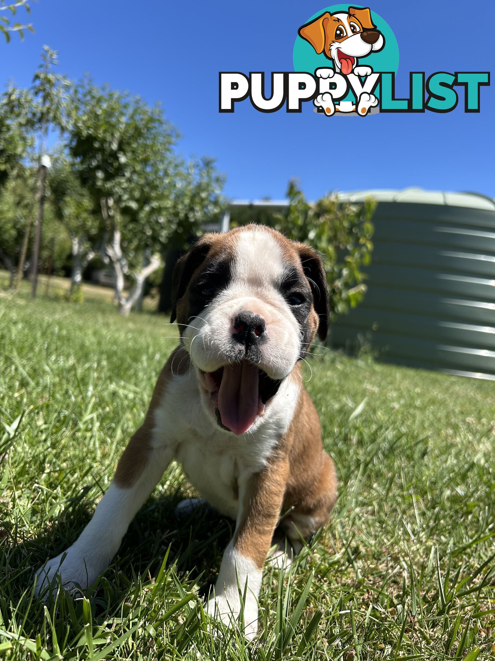 PUREBRED BOXER PUPPIES