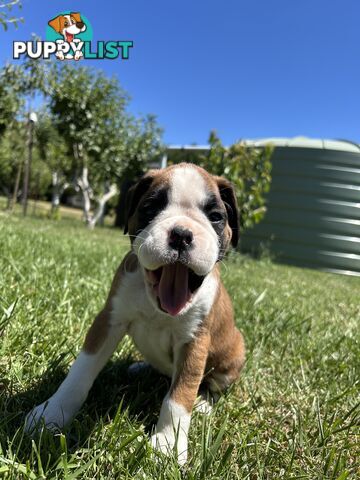 PUREBRED BOXER PUPPIES