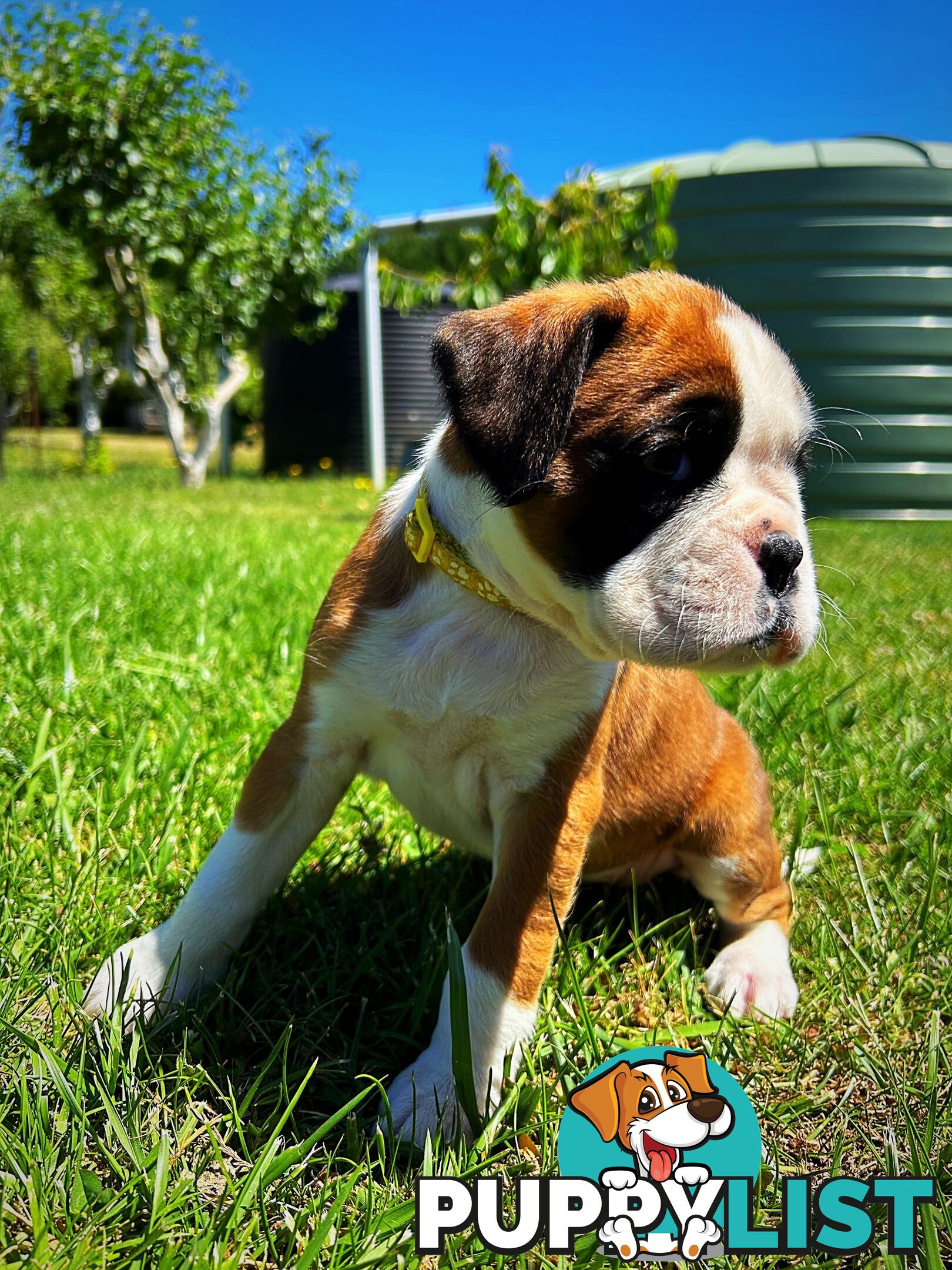 PUREBRED BOXER PUPPIES