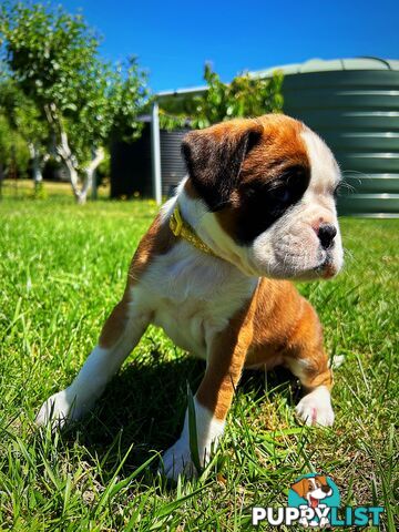 PUREBRED BOXER PUPPIES