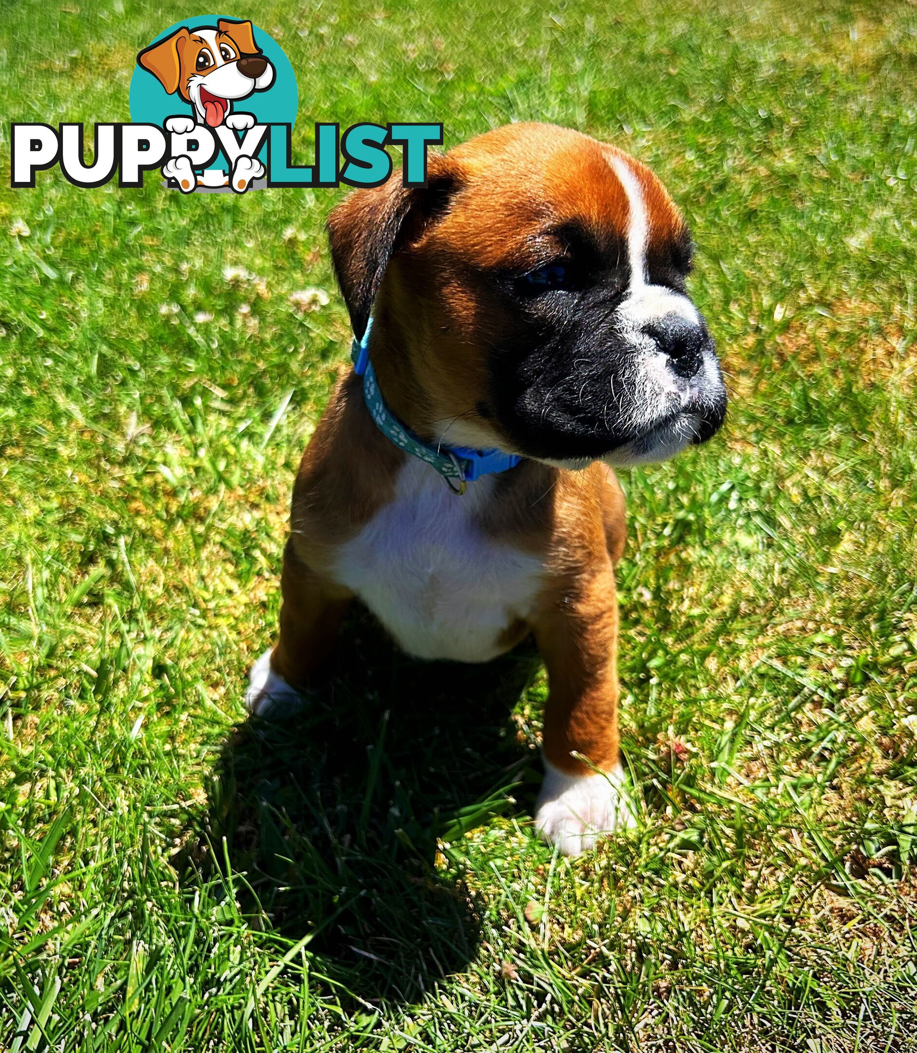 PUREBRED BOXER PUPPIES