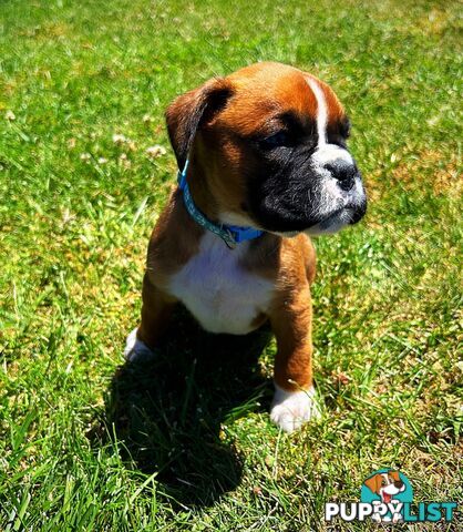 PUREBRED BOXER PUPPIES