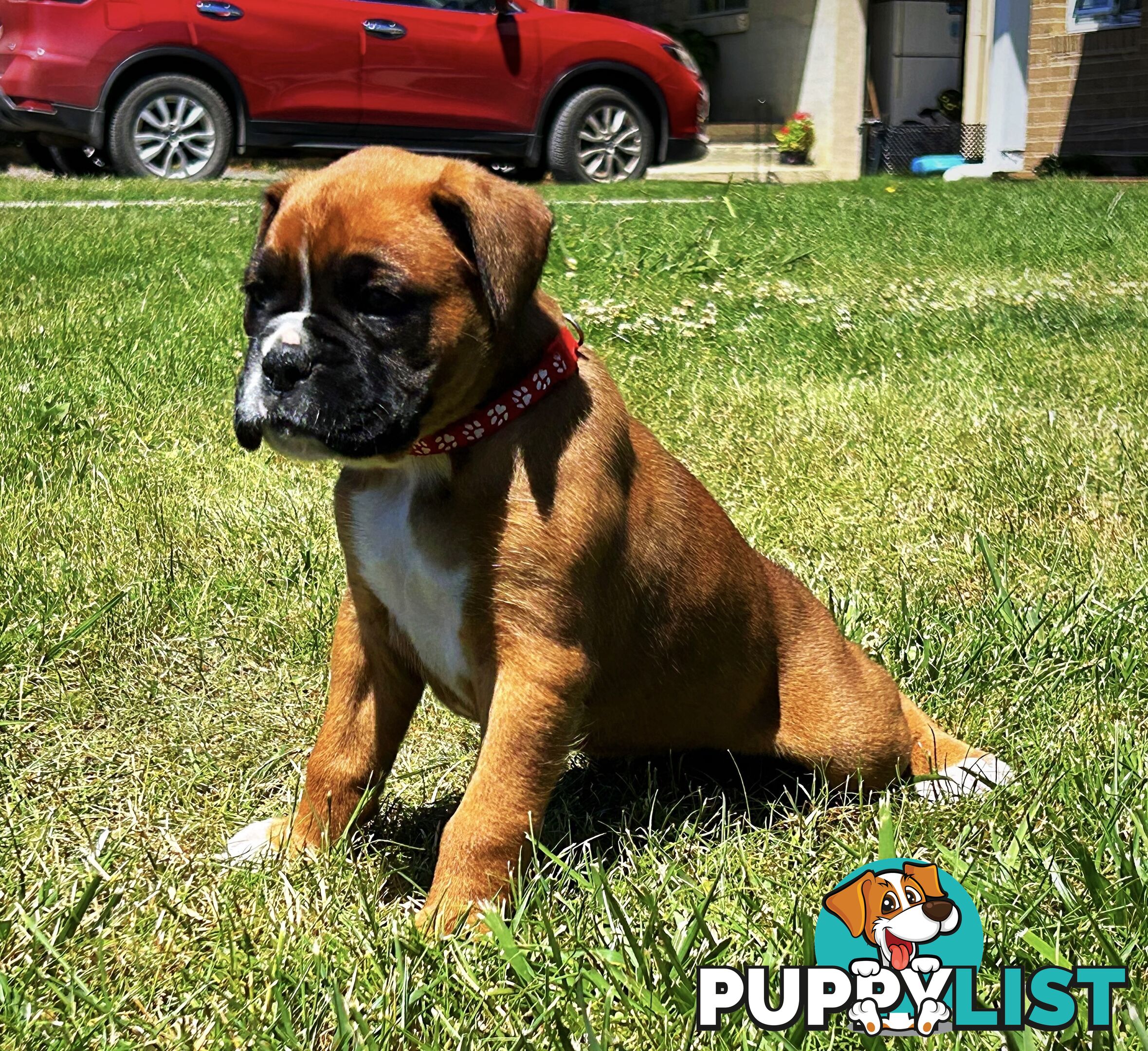 PUREBRED BOXER PUPPIES