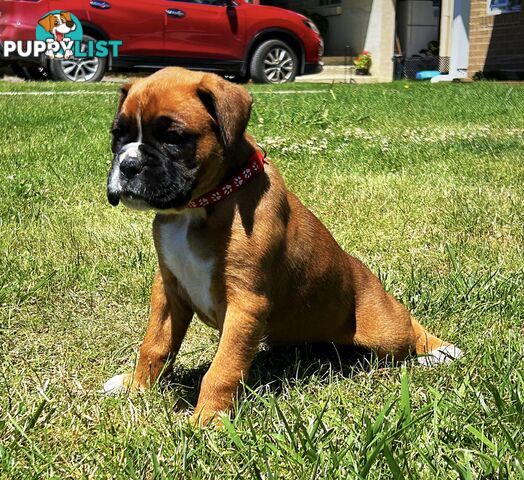 PUREBRED BOXER PUPPIES