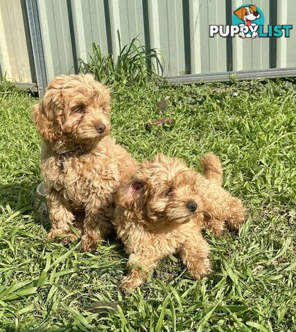 F2 Toy Cavoodles Puppies