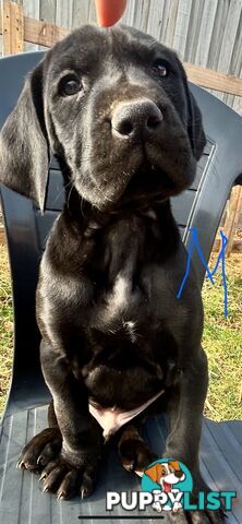 German Shorthaired Pointer x Great Dane